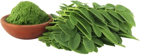 Moringa Health Benefits 4 Moringa Health Benefits 3 | Natpurity - Moringa Health Supplements & Skincare Malaysia